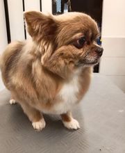 Toiletteur Zencani'cat image 4