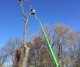 Baum-plus GmbH Bild 3