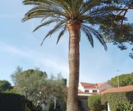 poda-altura-salou.jpg