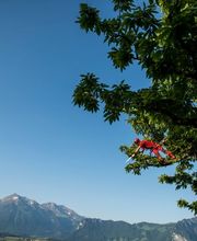 Henzelmann's Baumpflege AG Bild 2