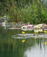 Augsburger Gartenbau GmbH Bild 11