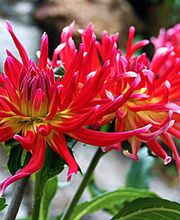 Les Jardins De Bastide image 2