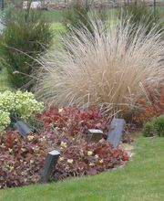 Althea Jardins image 2