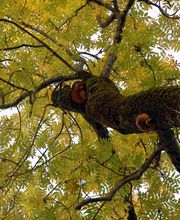 ABDF Bonadei & Chassot Bild 1