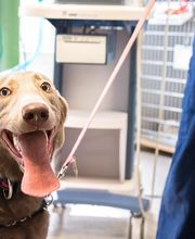 Family Pet Clinic Southampton image 7