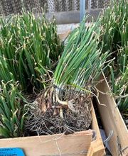 Johansen Landscape & Nursery image 7