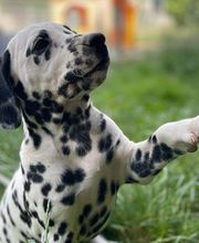 Animal Passion image 7