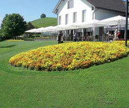 Blumen Bürgler Hirzel Bild 2