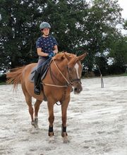 Haras De l'Epine Noire image 4