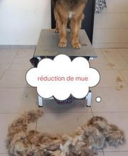 Toiletteur Zencani'cat image 12