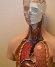 Anatatomie | Dr. med. Schneider | Diabetologie | München