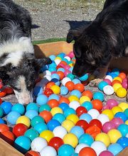 Dog Evasion 05 image 9