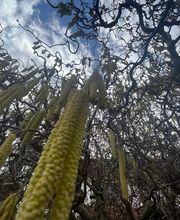 Holz-Stein-Baum Bild 10