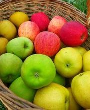 S . N Les Vergers De Muant SARL image 4