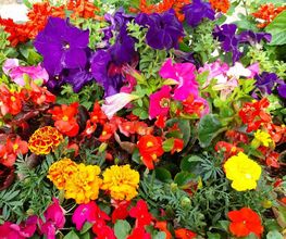 Marty Fleurs image 12
