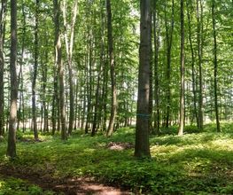 Blick in den Waldbereich im FriedWald Markersdorf.