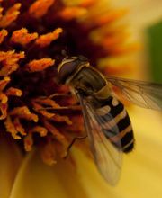 Rusterholz Pflanzencenter AG Bild 4