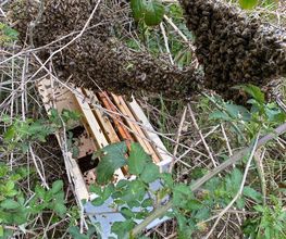 Abeille45.DGF image 13
