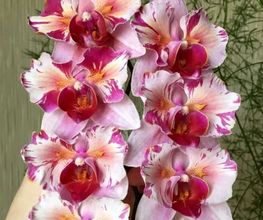 MyOrchids.shop Bild 9