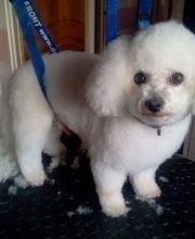 Toutou Bigoudis image 3