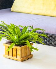 green-vase-plant-tree-decoration-interior-min.jpeg