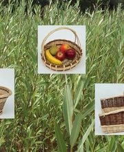 Delamotte Valérie image 3