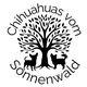 Chihuahuas vom Sonnenwald