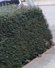 Gartenpflege & Landschaftspflege Sommer Bild 6