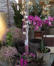 Rüegg Blumen Bild 2