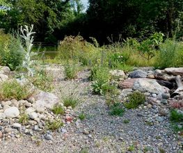 Wildblumendienst Bild 6