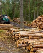 Société Forestière de l'Orient image 3