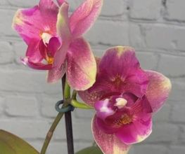 MyOrchids.shop Bild 8