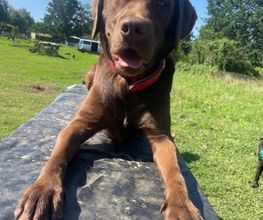 Doglife Bild 12