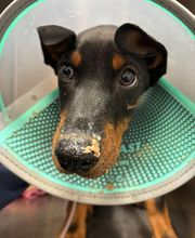 Riviera Vet image 1