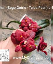 MyOrchids.shop Bild 3
