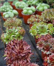 Die Blumenwerkstatt Wilhelm Rippel Bild 5