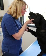 Clinique véterinaire des trois fontaines image 3