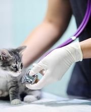 Veterinario Vet Sur Armeñime imagen 2