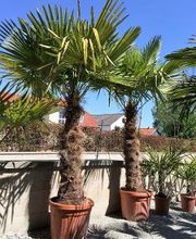 PALMENSTADL Bild 6