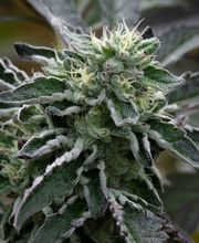 Maple Valley Pharms image 2