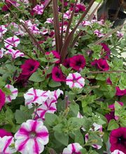 Diegel's Greenhouse image 1