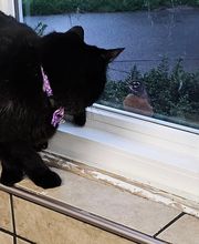 Westerville Veterinary Clinic image 11