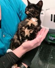Dierenkliniek PETcomfort - Dierenarts Utrecht afbeelding 10