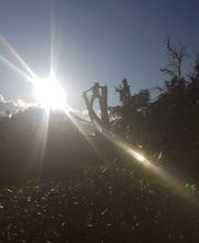 Grundstückspflege und Motorsägenkunst Colin Sand Bild 29