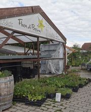Wildpflanzengärtnerei Flora di Berna Bild 3