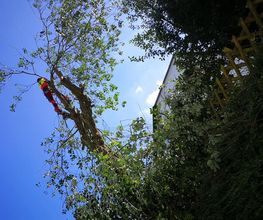 Garten- und Landschaftsbau Ersin Buran Bild 2