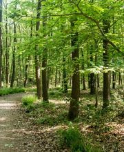 Die Wege im FriedWald Meroder Wald sind sehr gut begehbar.