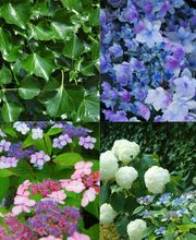 Bruderer Gartenbau AG Bild 2