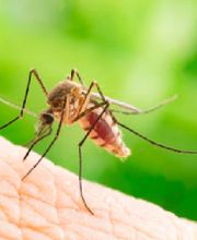 Fleetwood Pest Control image 10