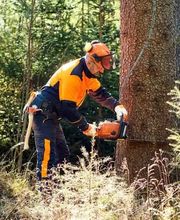 Azizi Gartenbau Bild 3